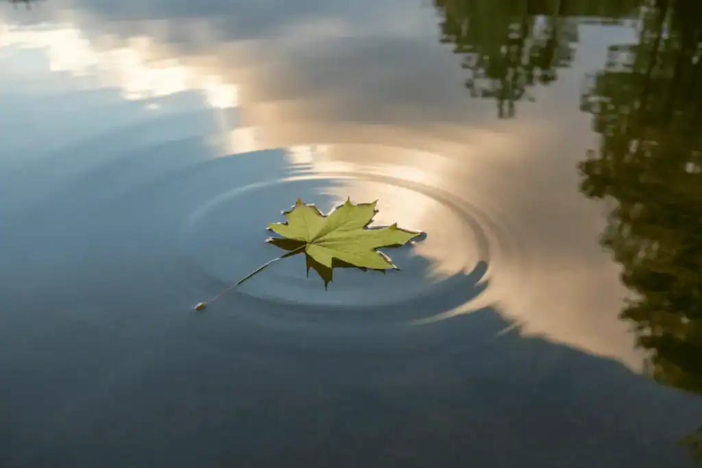 Single maple leaf floating peacefully on rippling water, reflecting inner stillness and soul clarity through life purpose astrology.
